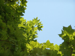green leaves on a sunny day