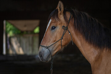 Obraz premium Portrait of a beautiful thoroughbred horse on a dark background, close-up.