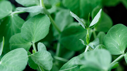 Obraz premium Macro photo of sprouts of green peas, close-up, ingredient for cooking