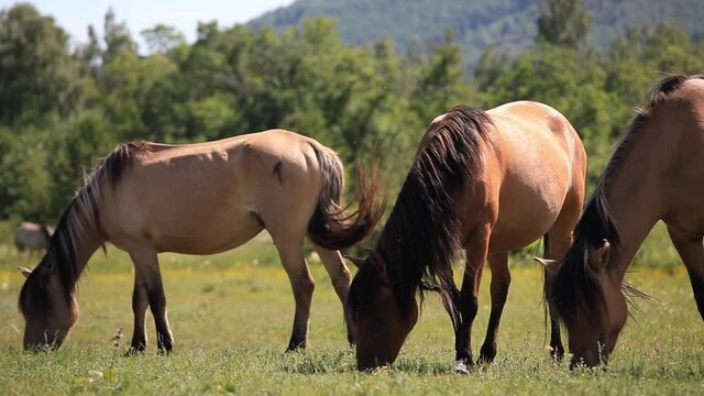 Horses graze in a Meadow on a Sunny Summer Day. Concept Animal Husbandry, Farming, Horse Breeding, Agriculture