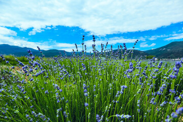 Beautiful violet wild Lavender backdrop meadow close up. French Provence field of purple lavandula herbs blooming. lawanda, lavander plantation - 444596405