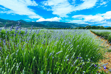 Beautiful violet wild Lavender backdrop meadow close up. French Provence field of purple lavandula herbs blooming. lawanda, lavander plantation - 444596415