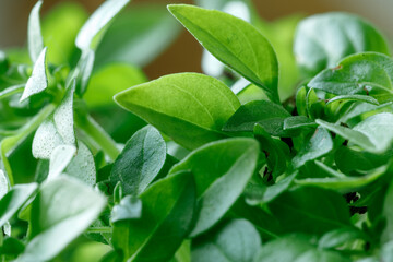 Macro photo of basil sprouts, close-up, ingredient for cooking