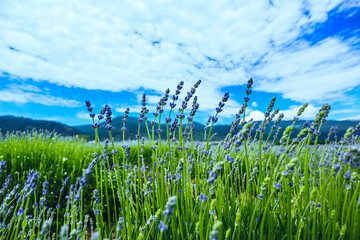Beautiful violet wild Lavender backdrop meadow close up. French Provence field of purple lavandula herbs blooming. lawanda, lavander plantation - 444596446
