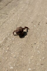 Frog in sand 