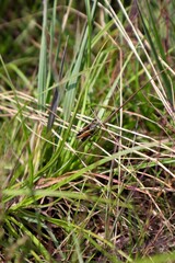 close up of a grasshopper