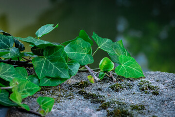 ivy in the garden