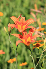 Fototapeta na wymiar bright beautiful summer lilies in the botanical garden
