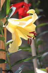 bright beautiful summer lilies in the botanical garden