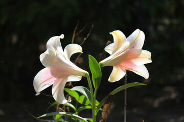 bright beautiful summer lilies in the botanical garden