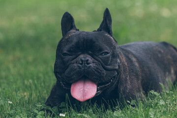Dog - Buldog Francuski - French Bulldog - obrazy, fototapety, plakaty