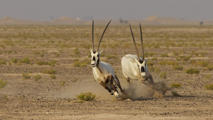 Arabian Oryx habitat in UAE 
