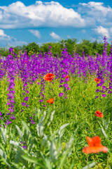 Obraz premium Big flower bed with blossom red poppies and purple delphinium, violet flowers on a field