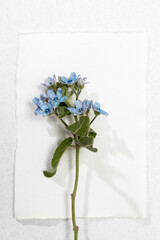 Flower hackelia velutina isolated on white background. Frame. Mockup