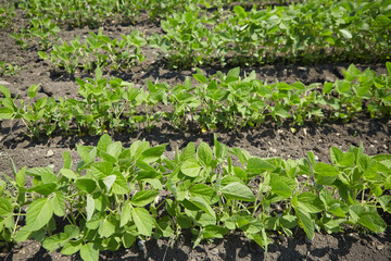 The soy plant. Bean to create a variety of dishes. The concept of organic food.