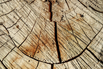 The texture of the cut wood with cracks, macro photo
