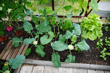 Gewächshaus im Garten mit Gemüsepflanzen Tomaten und Gurken
