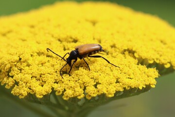 a brown longhorn beetle sits at a yellow yarrow flower in the garden in summer closeup
