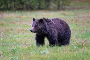 Grizzly 793's Three Year Old Daughter on a Rainy Morning in Grand Teton National Park