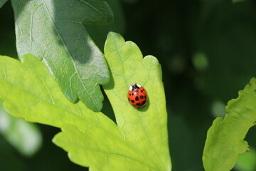 a red ladybug with black dots sits at a green leaf in the garden