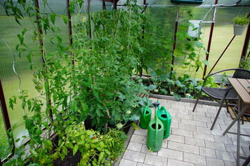 Gewächshaus im Garten mit Gemüsepflanzen Tomaten und Gurken