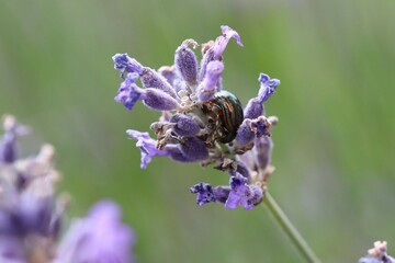 a rosemary beetle sits at a purple flower of a lavender plant in the garden closeup