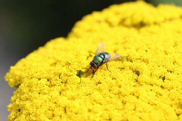 a green flesh fly sits at a yellow flower in the garden in summer closeup
