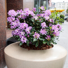 The evergreen Rhododendron hybrid Haaga has fully opened its bright pink flowers in the stone pot. Wallpaper