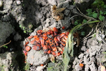 a big group little and adult red firebugs in the garden in summer closeup