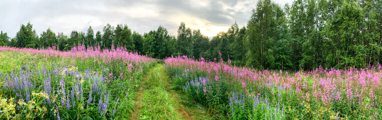 Panorama of the road among tall grass and flower fields under stormy skies. Ivan tea. Deciduous trees. spring. Karelia. The road crosses a field. Northern Europe. Trees at horizon. In bloom fields.