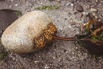 seaweed attached to a rock 