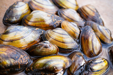 Brown mussels lying in heap in the water, sea food, wet shells