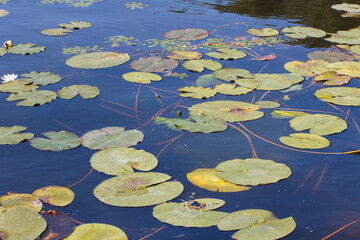 green petals of water plants on the water surface, marsh Lily petals