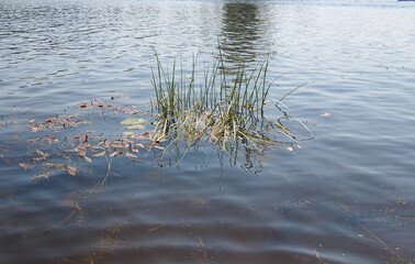 Small island of reeds in the river, big water, ripples on the water