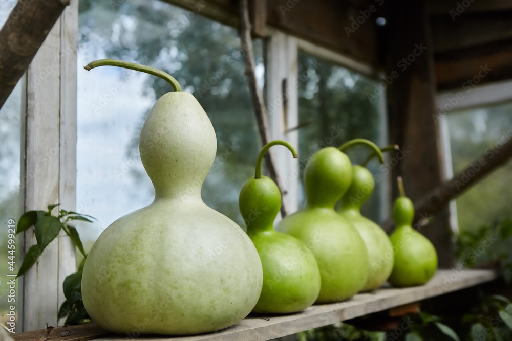 Wall mural decorative pumpkin for making dishes and bottles. rare plants from southern countries. ecological li