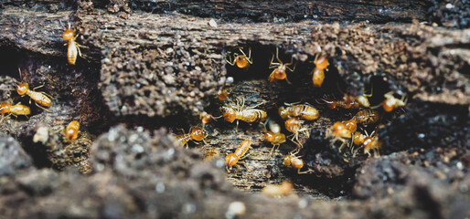 Group of the small termite, Termites are social creatures that damage people's wooden houses because they eat wood,	
