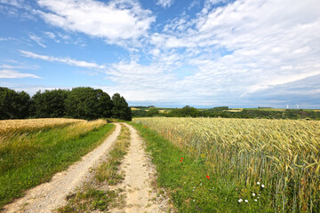 Fototapeta na wymiar Summer landscape with fields and meadows on a clear day