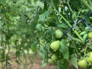 Green unripe tomatoes grow on a branch. growing tomatoes.