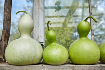 Decorative pumpkin for making dishes and bottles. Rare plants from southern countries. Ecological...