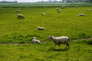 sheep in the field