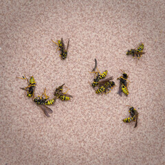 Dead bees after an anti pest treatment.