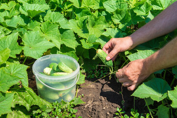 The farmer collects ripe cucumbers in the garden. Harvesting concept. Close-up of the hands of an agronomist during work.