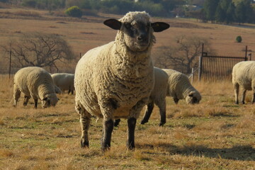 A beautiful and adorable closeup photograph of an isolated beige sheep ewe with a black face and ears standing in a dry brown grass field on a sunny winter's day