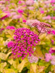 pink flowers on a meadow