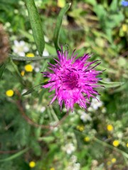 bee on thistle
