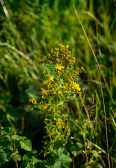 close up of yellow flowers