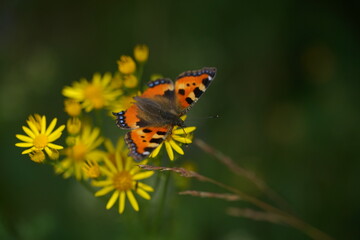 Kleiner Fuchs (Aglais urticae), Schmetterling in leuchtenden Farben