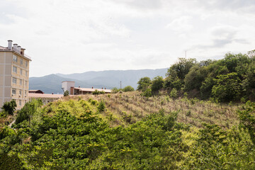 Fototapeta na wymiar Old vineyard landscape