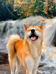 Dog enjoying the waterfall