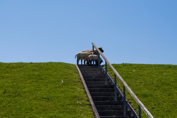 Obraz premium goat on the meadow